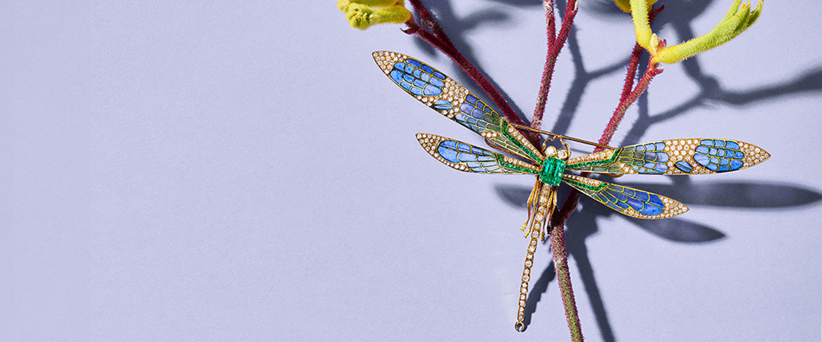 Cicada