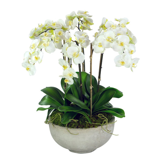 Orchids in Bowl