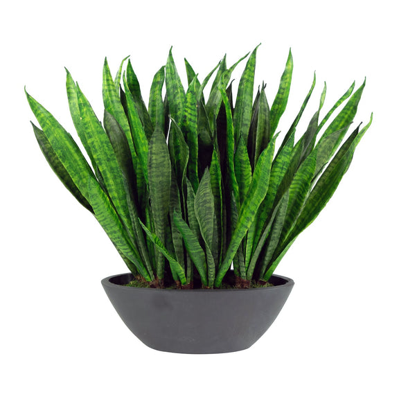 Sansevieria in Oval Planter