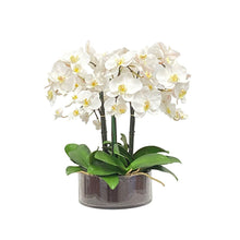 Phalaenopsis In Low Cylinder Vase