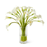 Carmel Calla Lily