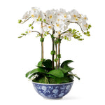 White Phalaenopsis in Longlife Bowl