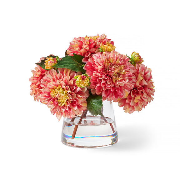 Hermosa Striped Dahlias