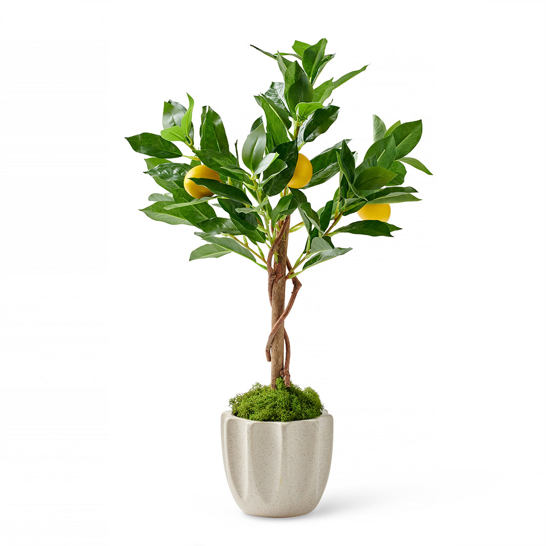 Petite Lemon Tree