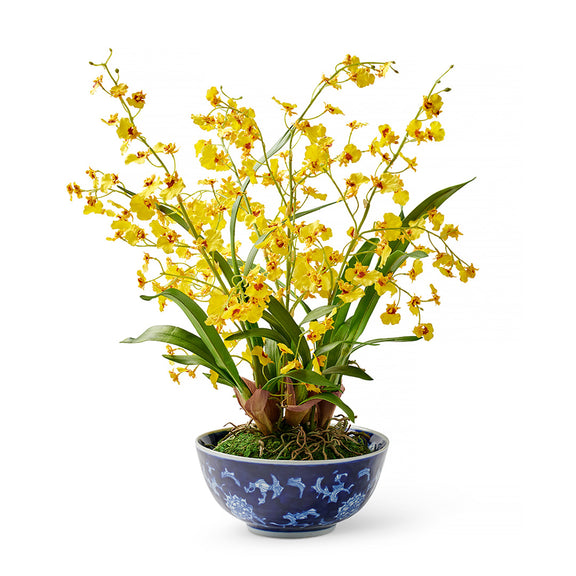 Yellow Oncidium Dancing Lady Orchid