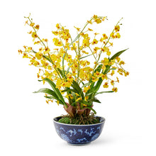 Yellow Oncidium Dancing Lady Orchids