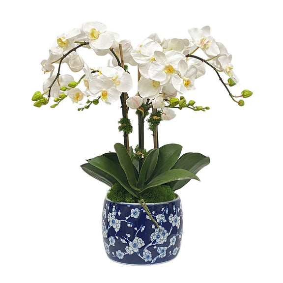 Jacqueline Phalaenopsis Orchids