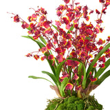 Red Oncidium Dancing Lady Orchids