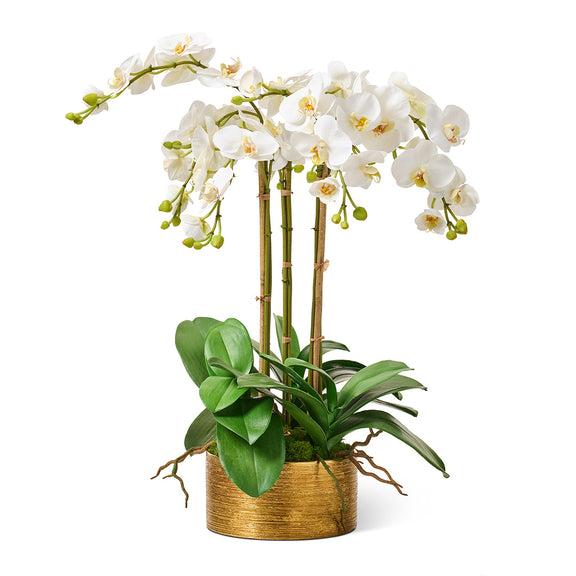 Gabriella White Orchid in Golden Pot