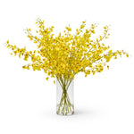 Plaza Yellow Oncidium Orchids