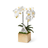 White Orchids with Crystal Geode