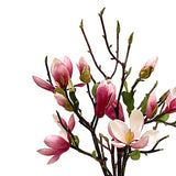 Japanese Magnolias in Vase