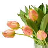 Creamsicle Tulips