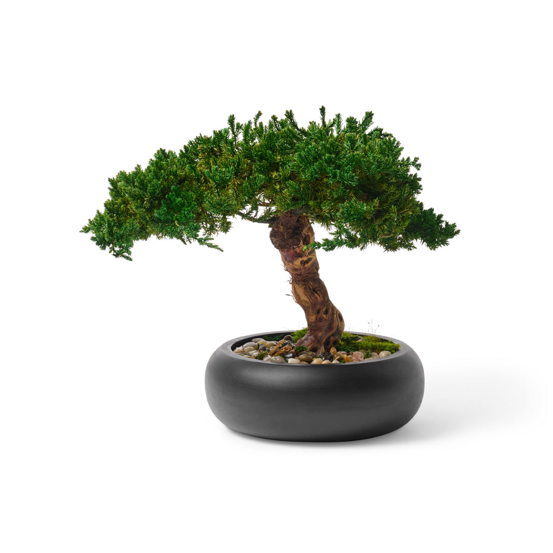 Preserved Bonsai