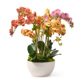 Fiesta Spectrum Orchids