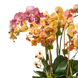 Fiesta Spectrum Orchids