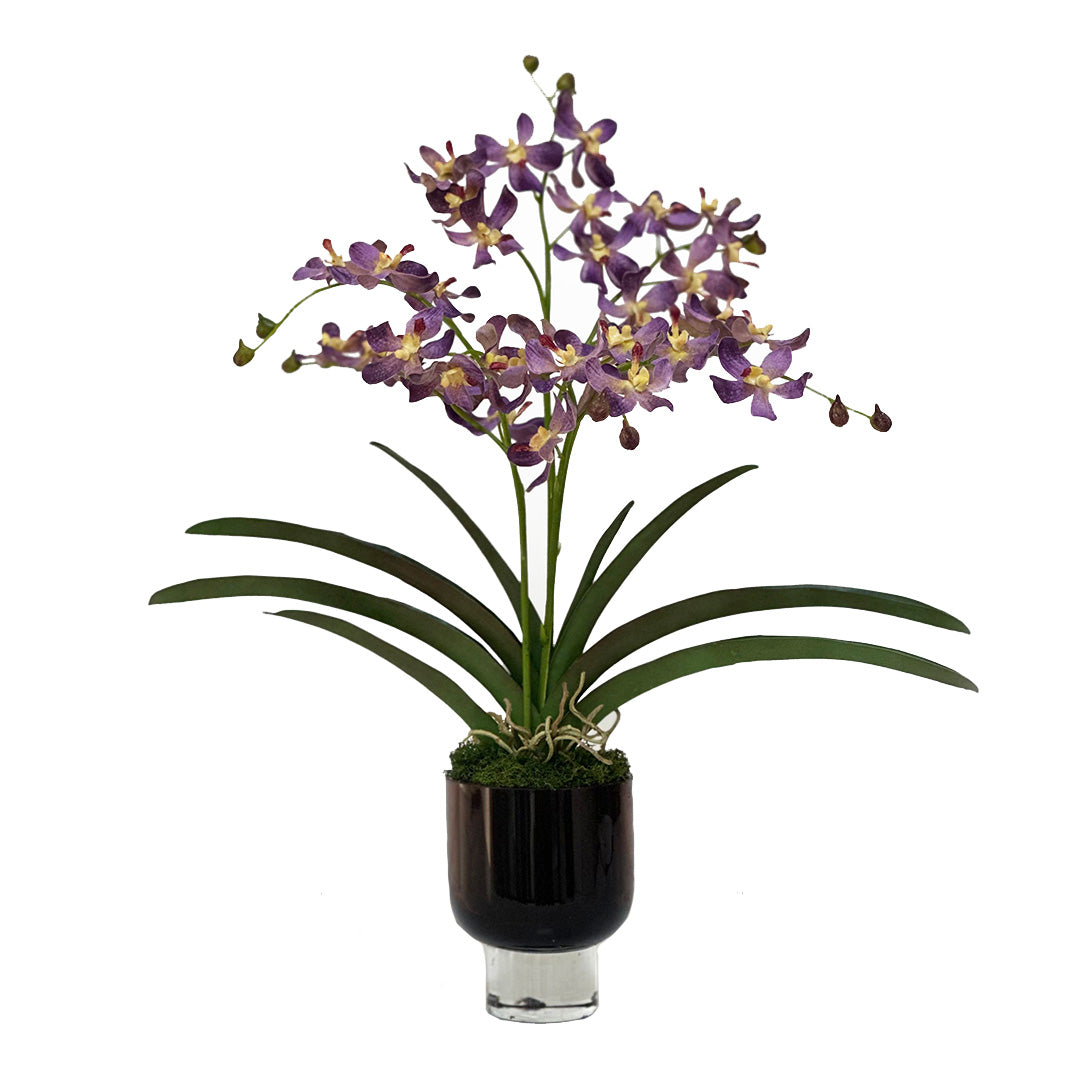 Vanda Orchid, Purple