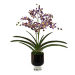 Vanda Orchid, Purple