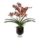 Vanda Orchid, Burgundy