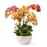 Fiesta Spectrum Orchids