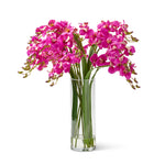 Rive Gauche Dendrobium Orchids